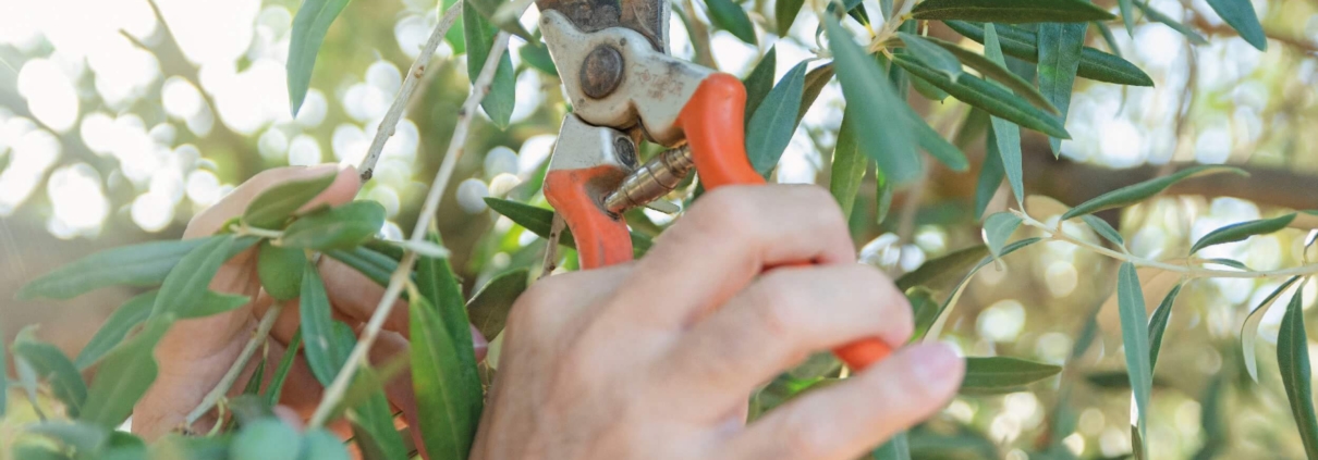 TECNICAS DE PODA Y CUIDADO DEL OLIVO