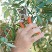 TECNICAS DE PODA Y CUIDADO DEL OLIVO