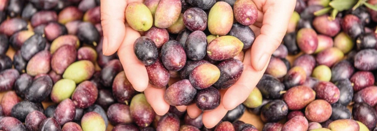 recoleccion aceituna