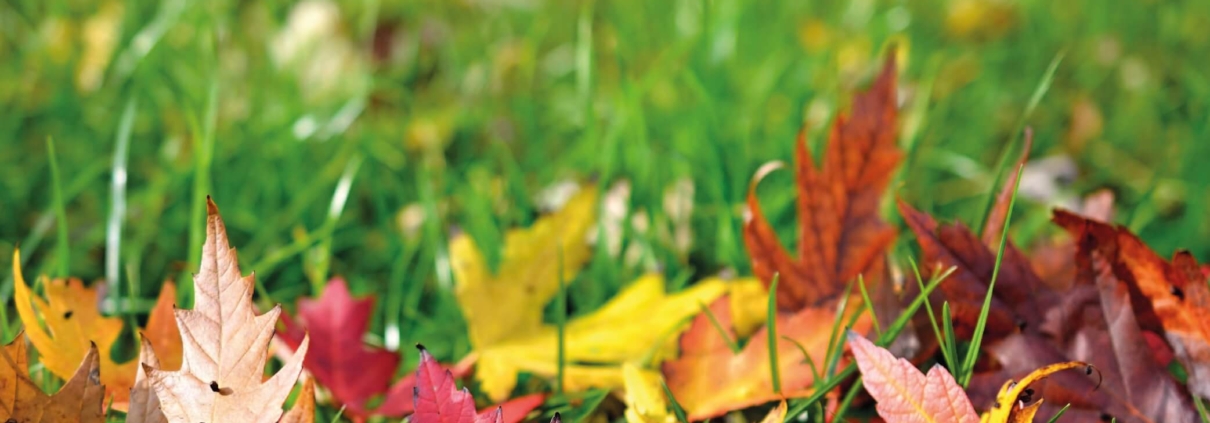 cuidado de jardín en otoño