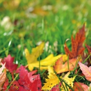 cuidado de jardín en otoño